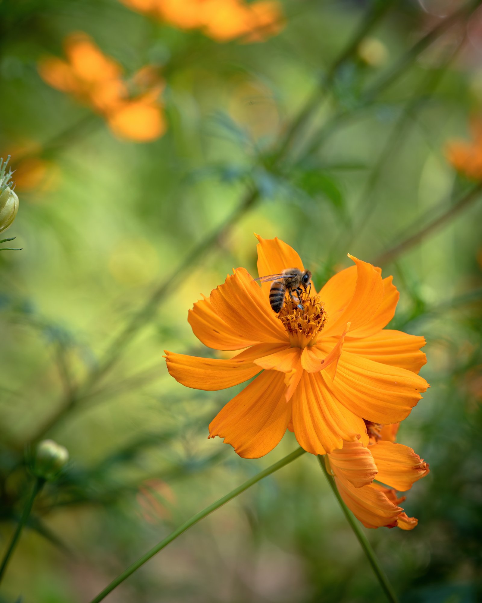 Bee on flower