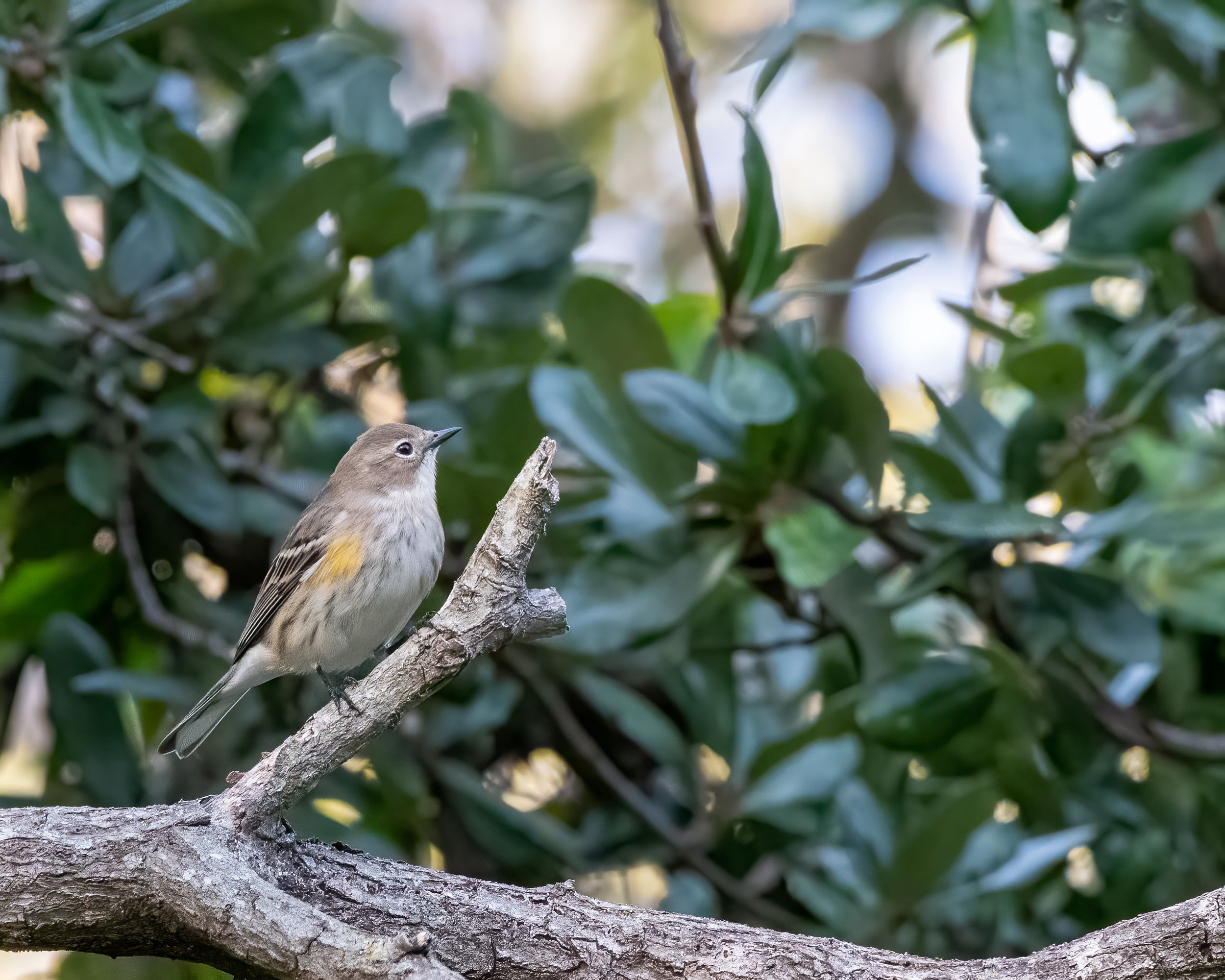 Yellow-rumped warbler (immature)