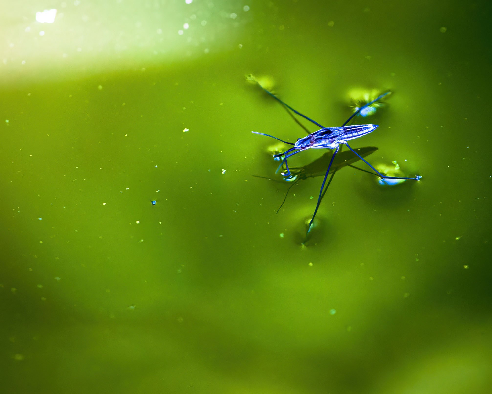 Water strider insect