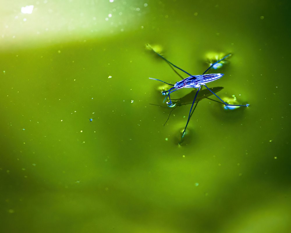 Water strider insect