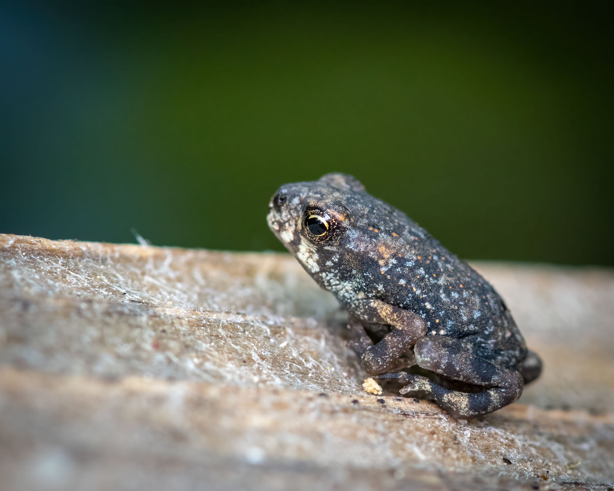 Gulf Coast toadlet