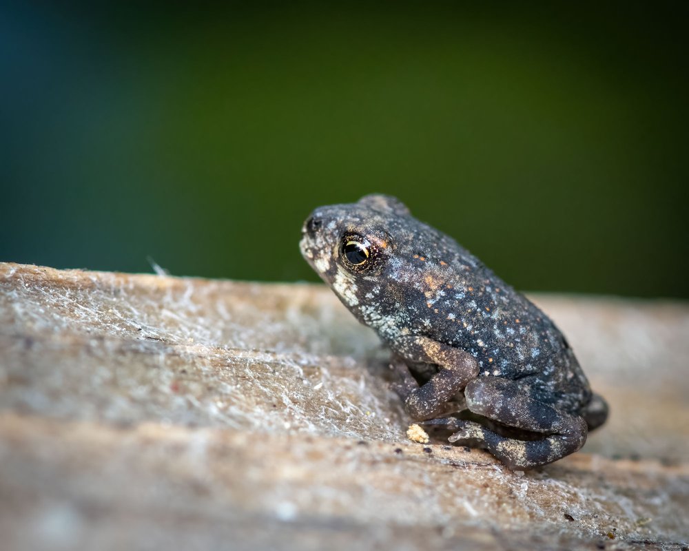 Gulf Coast toadlet