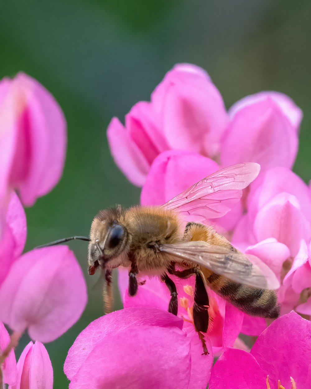 Another bee on another sweet pea flower