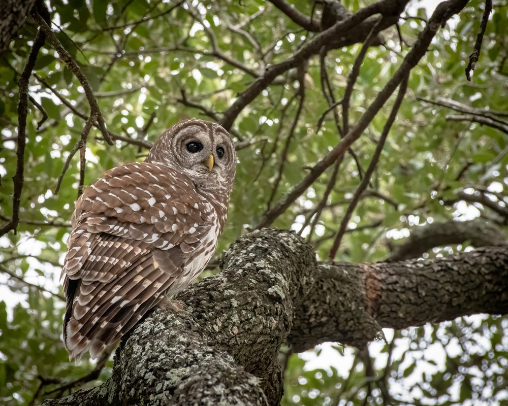 Barred owl