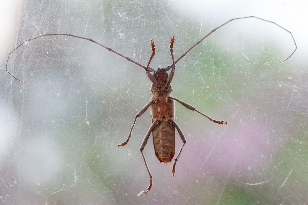 Longhorn beetle