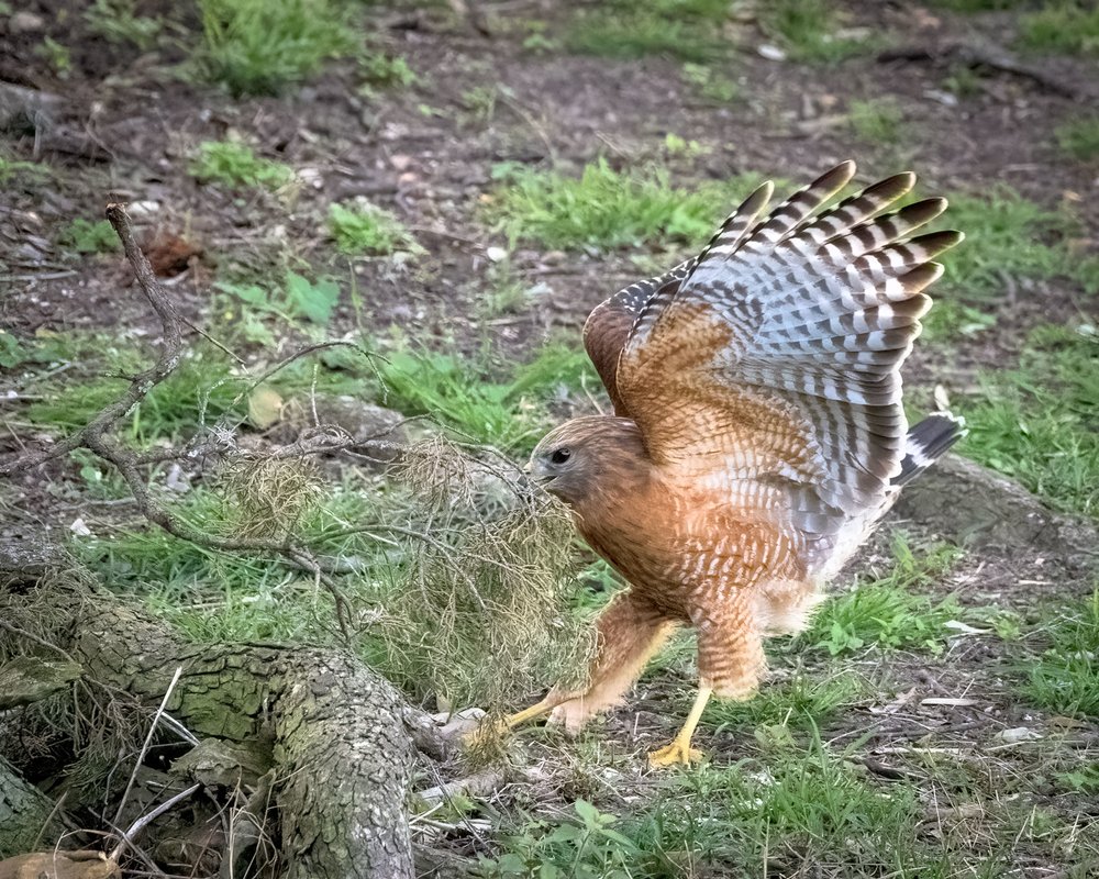 Red Shouldered Hawk