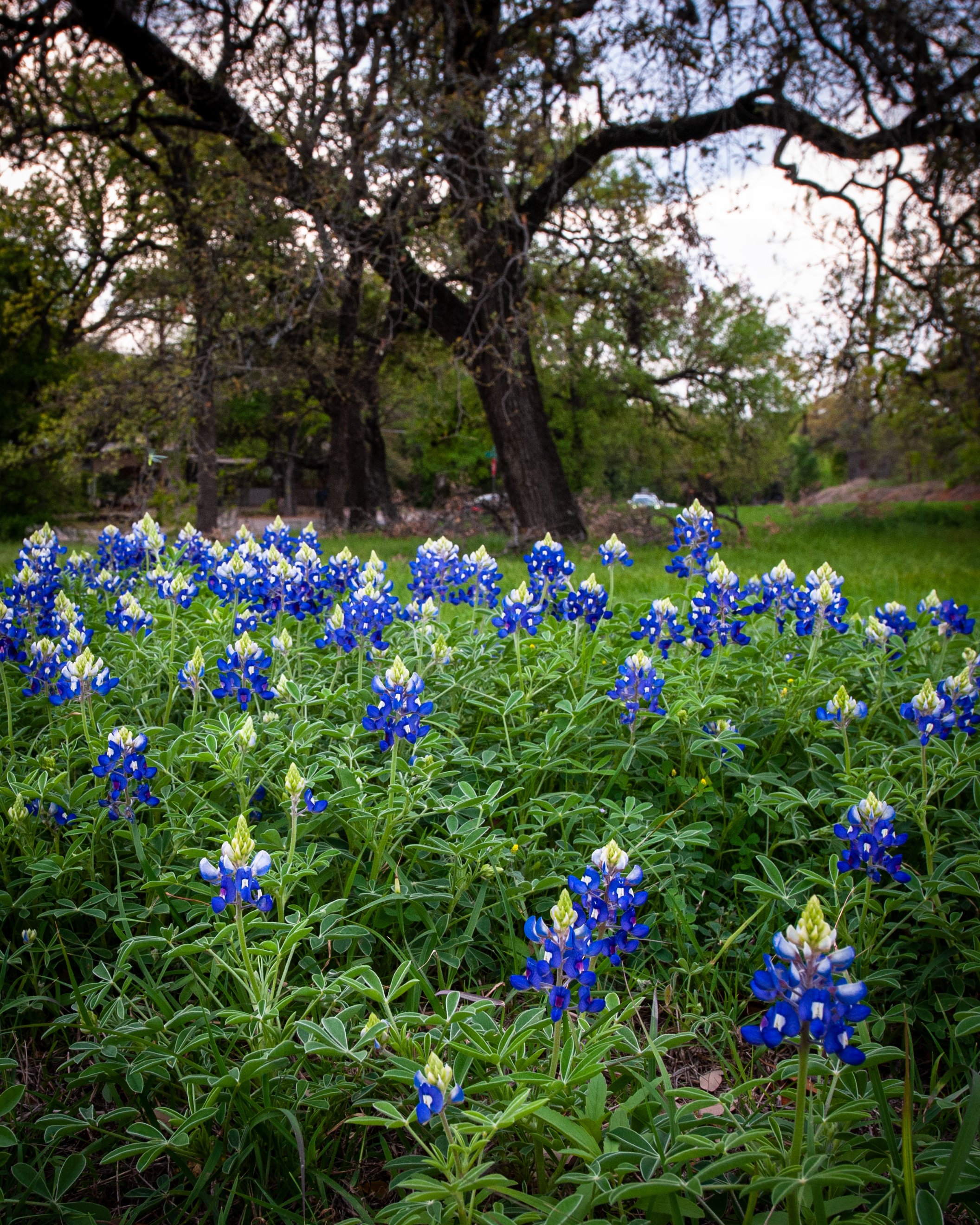 Spring bluebonnets