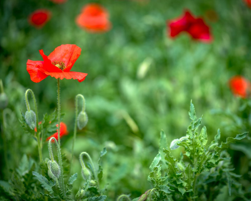 Spring poppies