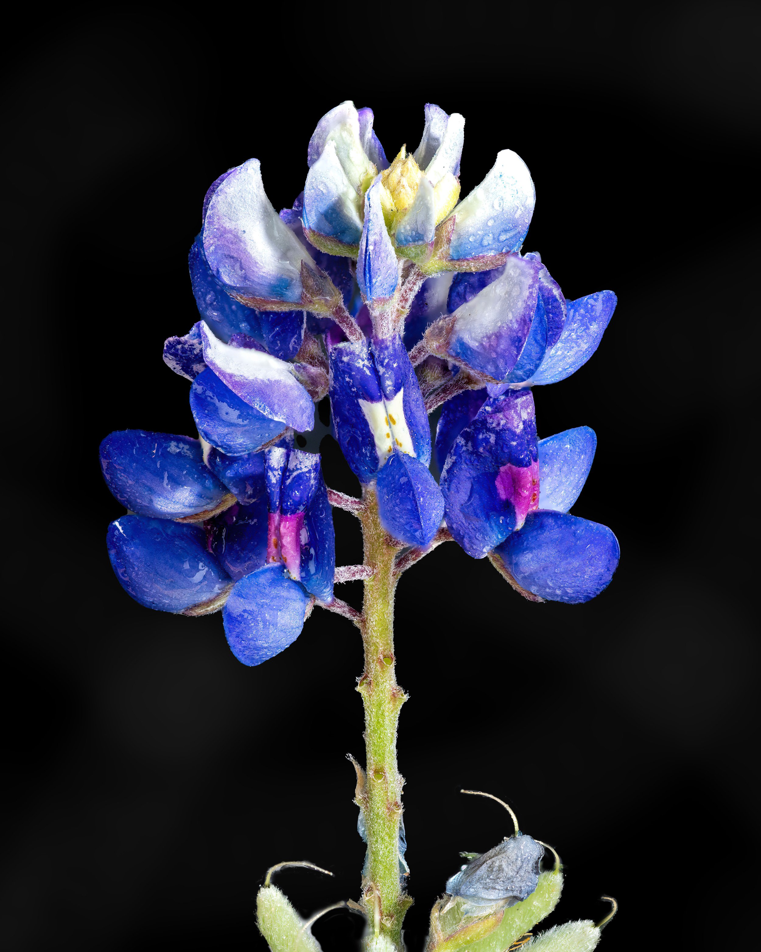 Bluebonnet