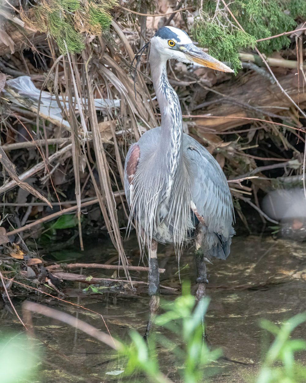 Great Blue Heron