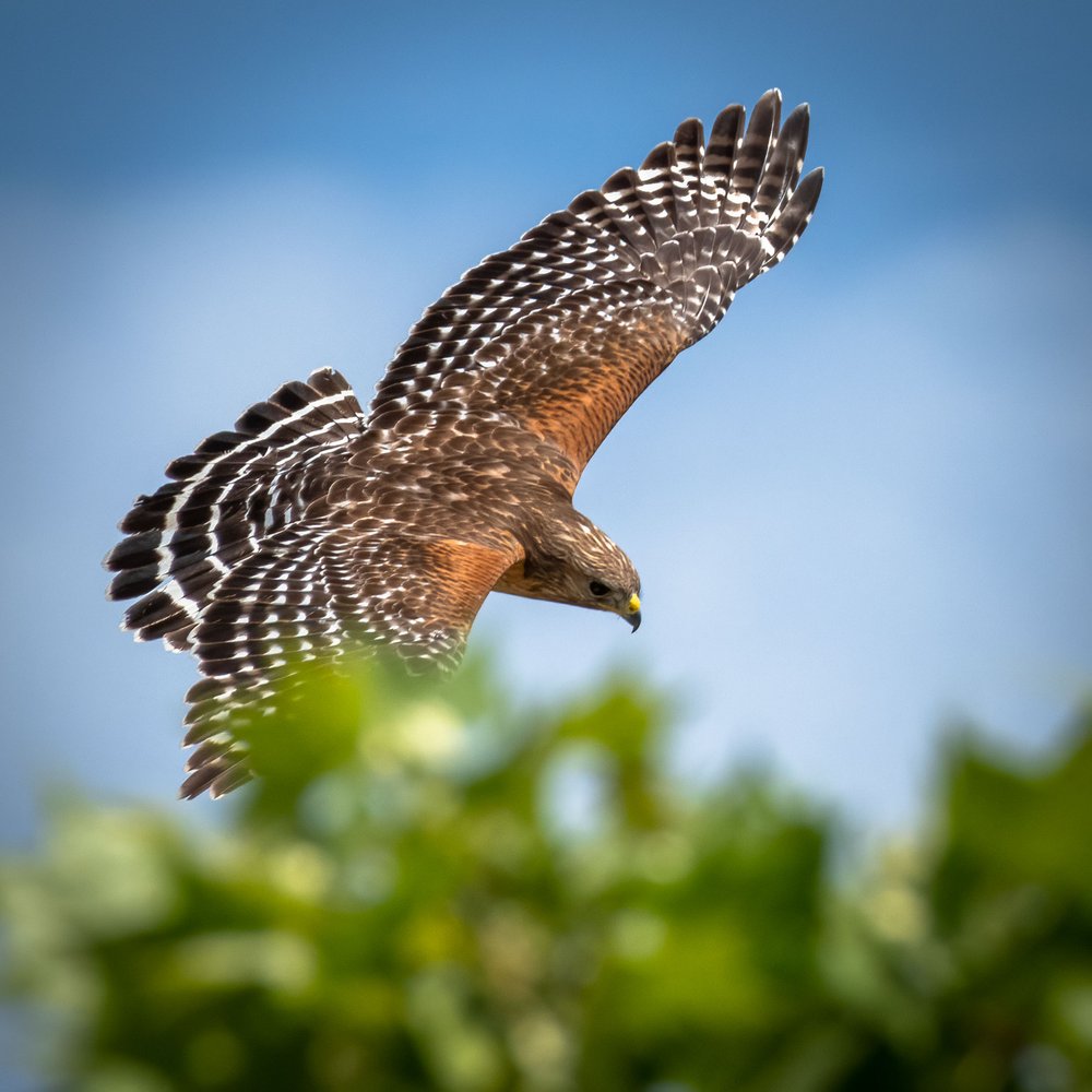 Red shouldered hawk