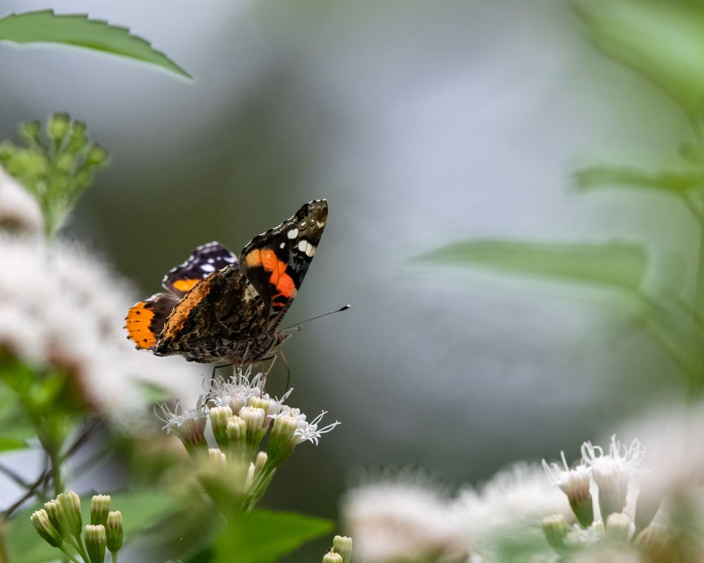 Red admiral butterfly