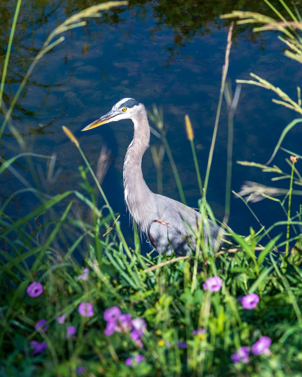 Great Blue Heron