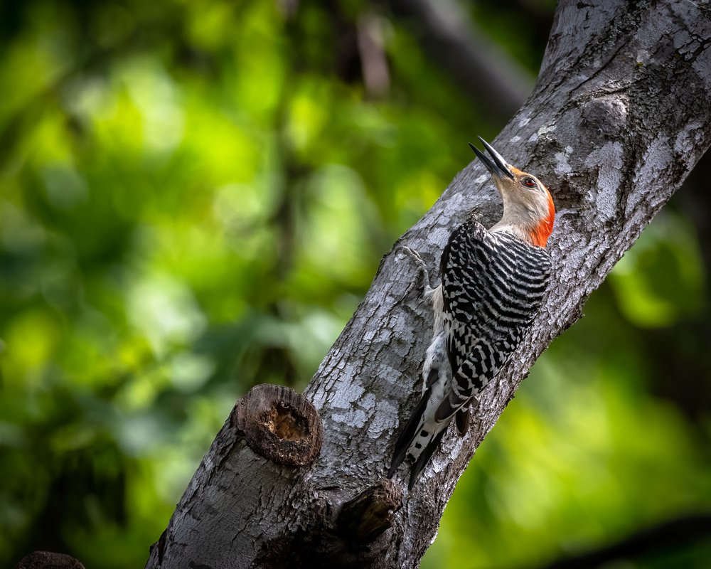 Red bellied woodpecker