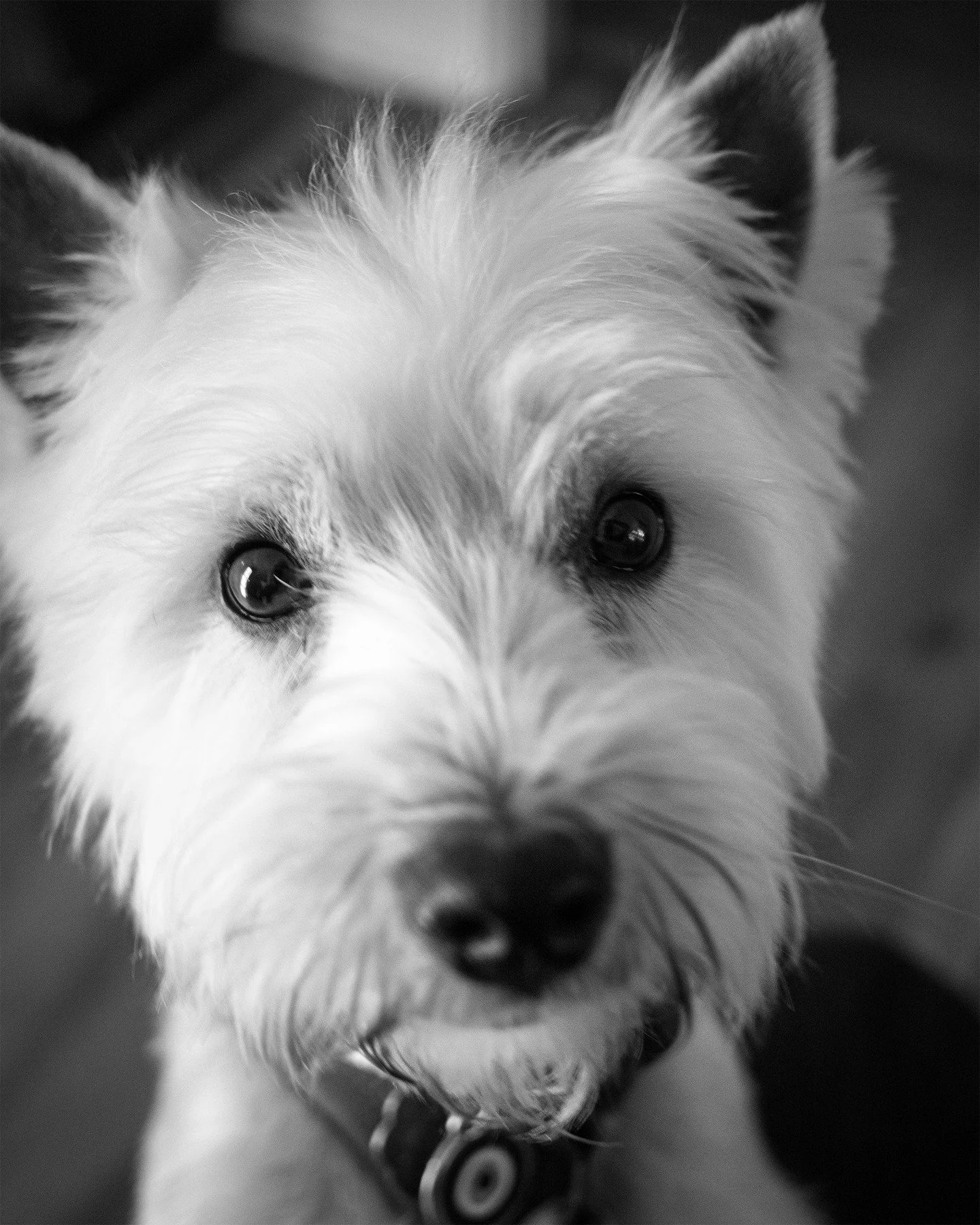 Louie looks

#dog #westhighlandterrier #westiegram #westiemoments #westielove #westie #westielife #blackandwhitephoto