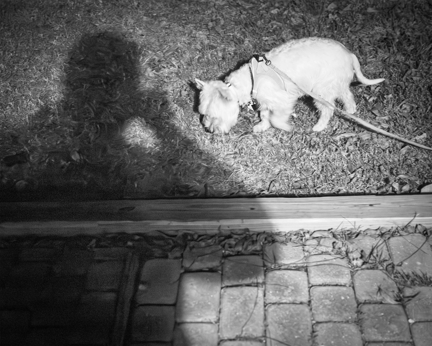 Patiently Waiting For The Dog To Enter The Frame

#shitpost #blackandwhitephotography