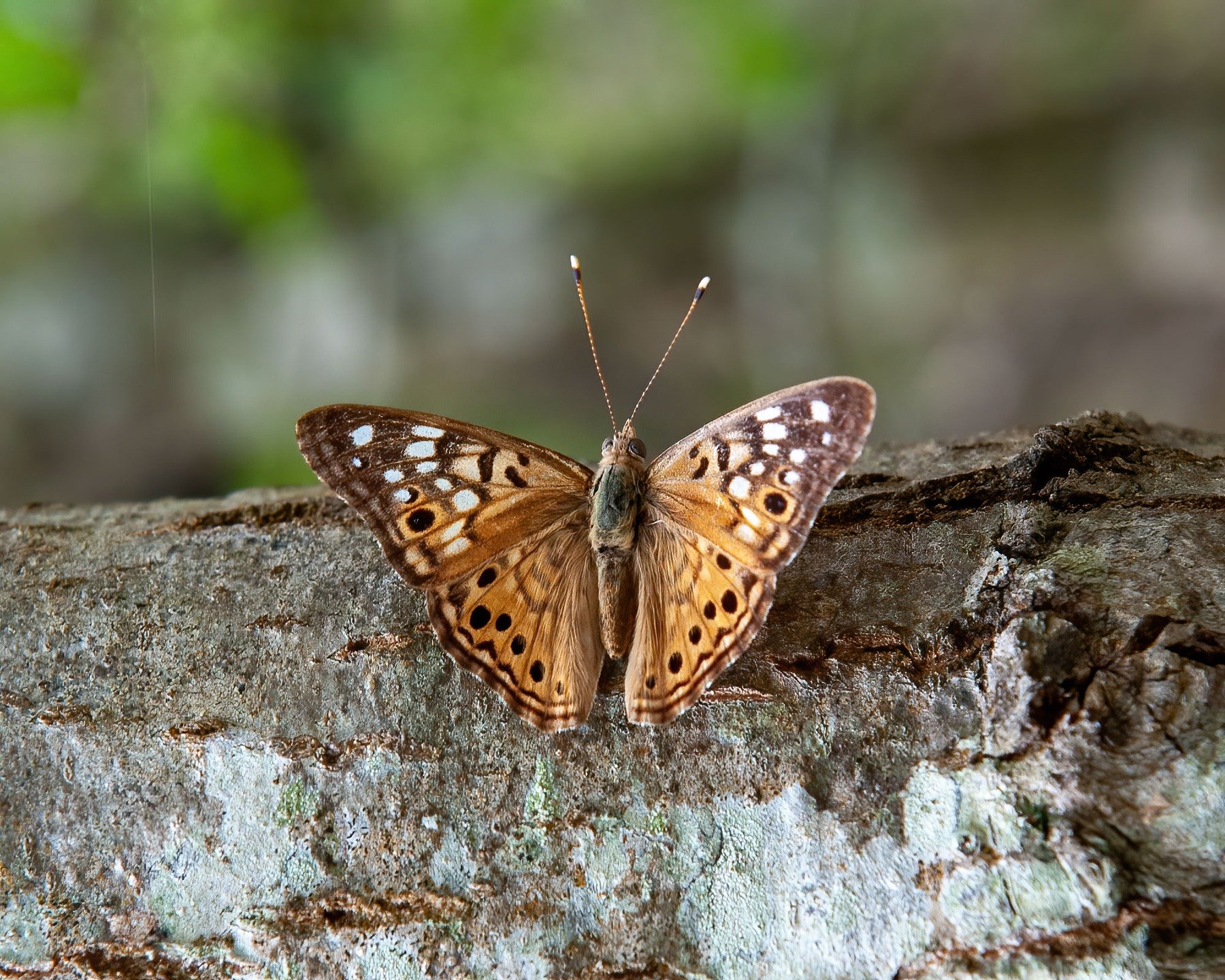 Butterfly? Moth? Buttermoth?