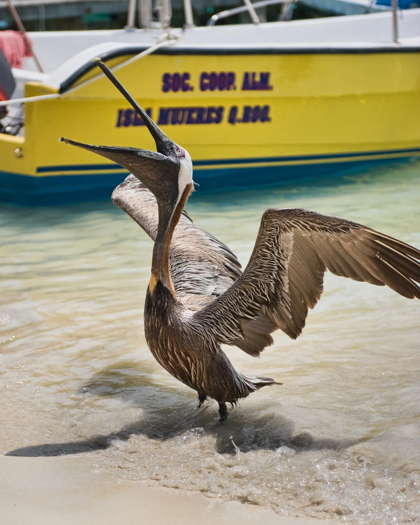 Strange bird, the pelican

#caribbean #travel #nature #bird #mexico
