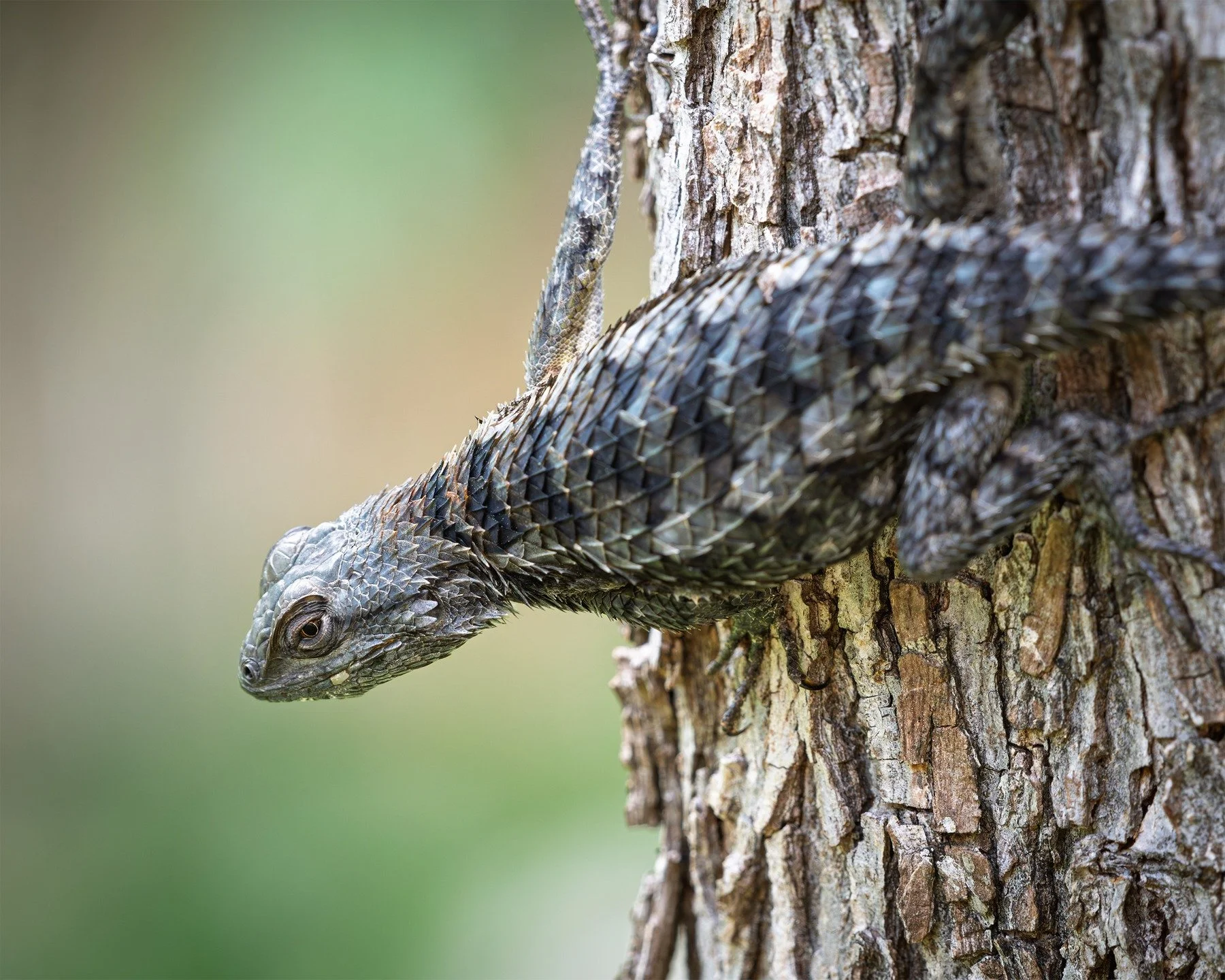 Texas Spiny Lizard - my back yard

#lizard #reptile #wildlife #atx #urbanwildlife #nature #texas