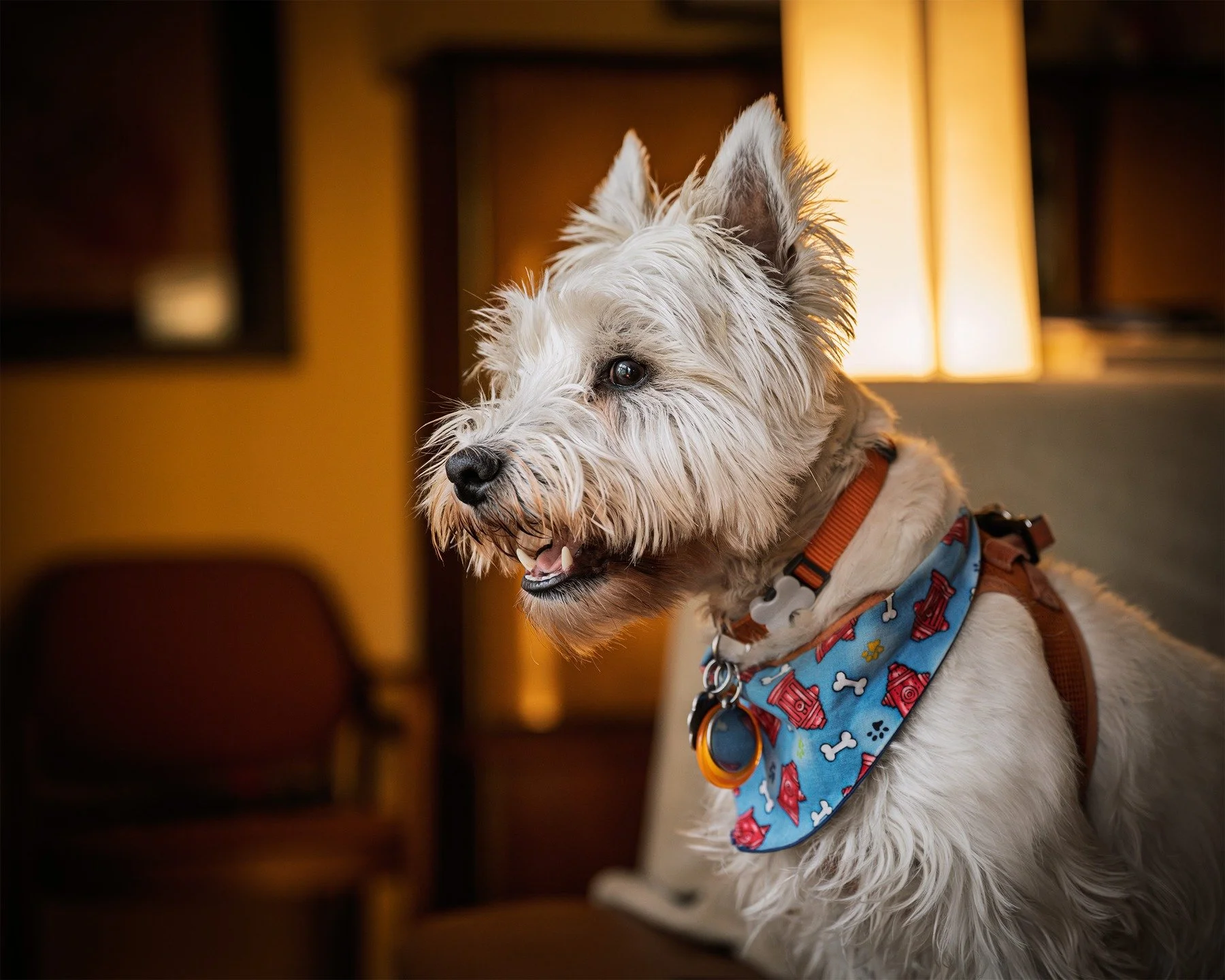 vigilant

#dog #westhighlandterrier #westiegram #westiemoments #westielove #westie #westielife