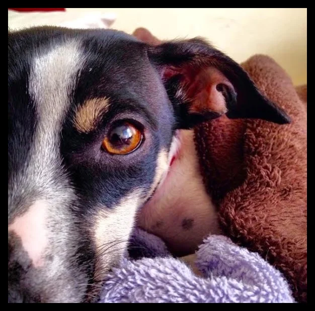 The unconditional love of an animal. This guy wakes me up each morning to cuddle and greets a new day with excitement.