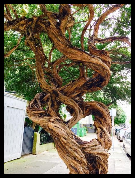 The shape and texture of these dancing trees in The Haight. 