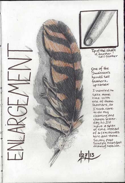 An enlargement of one of the Swainson's hawk's feather.