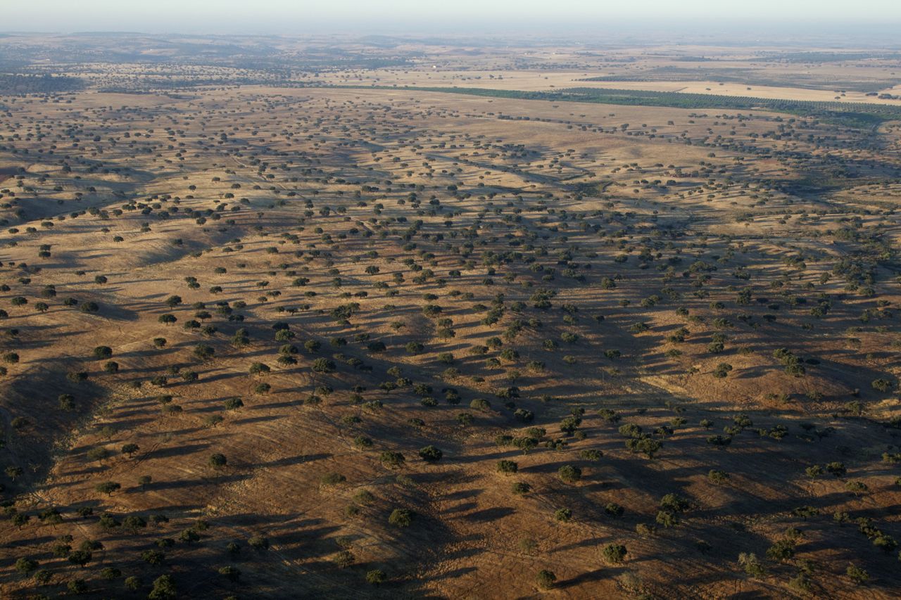  Wild Cork Forest, Alentejo, Portugal, 2011​ 