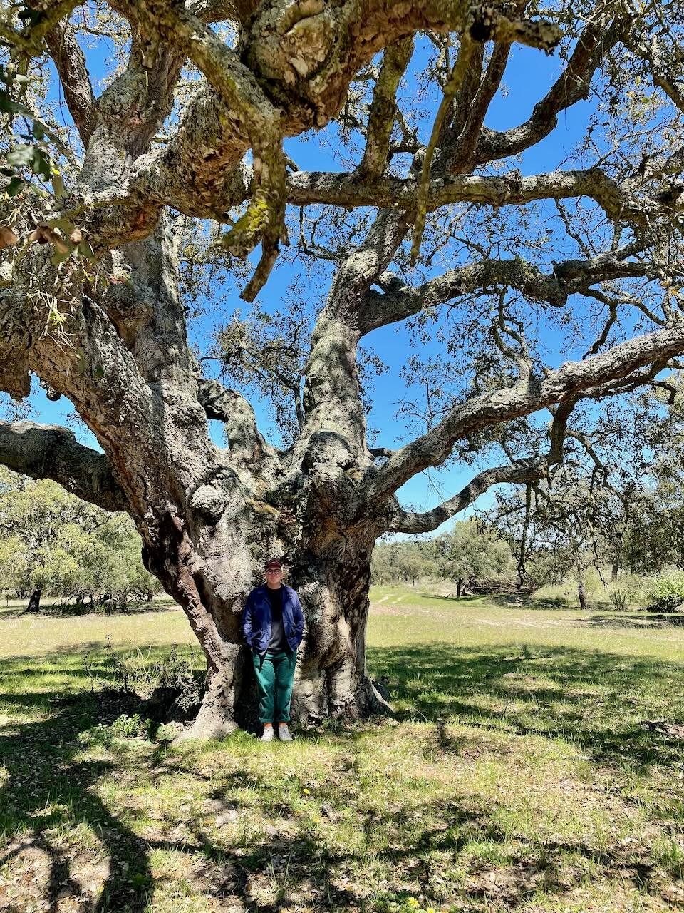 Mother Tree, Companhia das Lezirîas, Santarem, Portugal