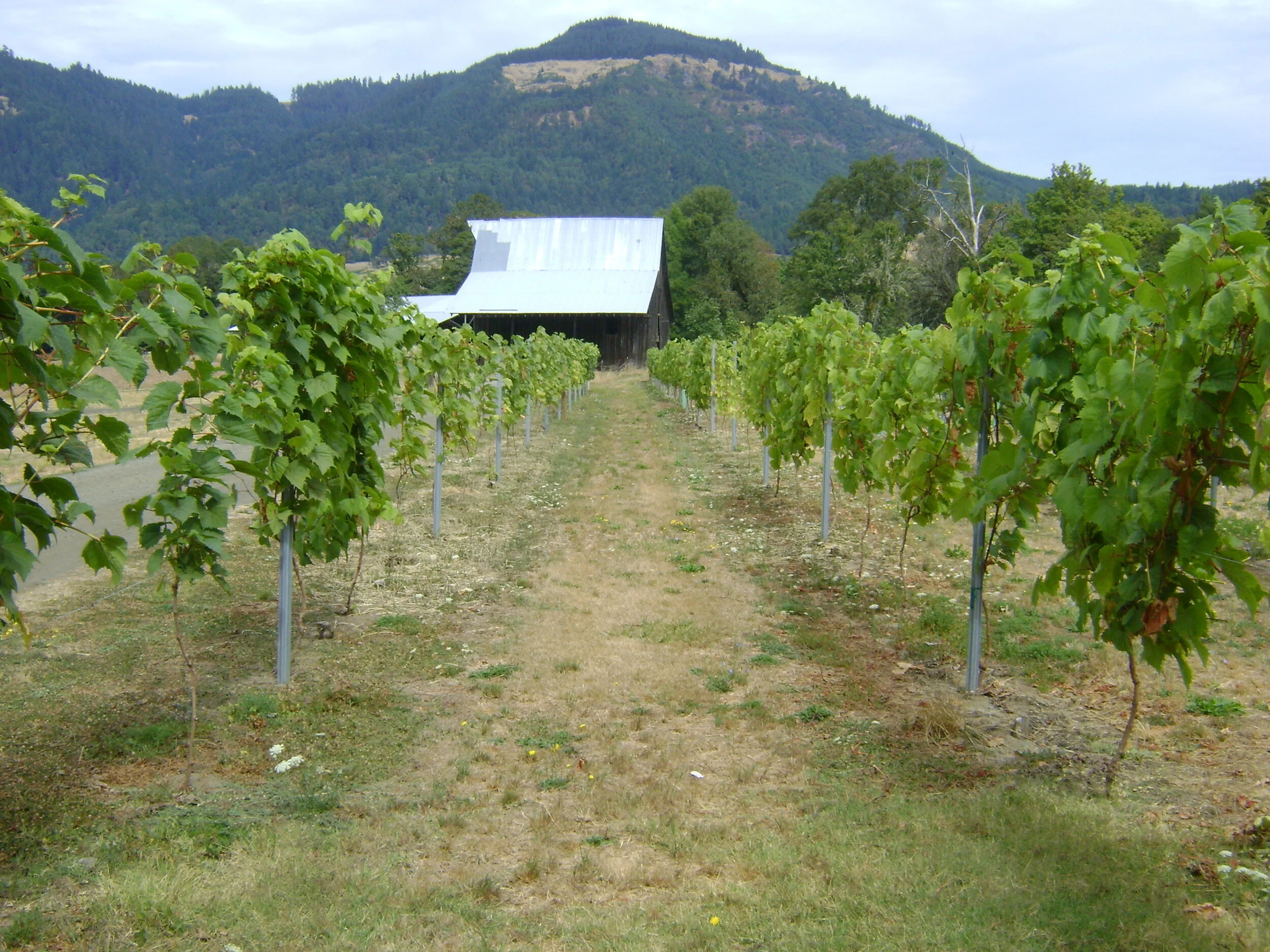  Rest stop at Henry Estate Vineyard  just west of Roseburg on our way to Sutherlin, OR. The wine drinkers on the ride were very excited to stop here. I guess this is a really good winery. 