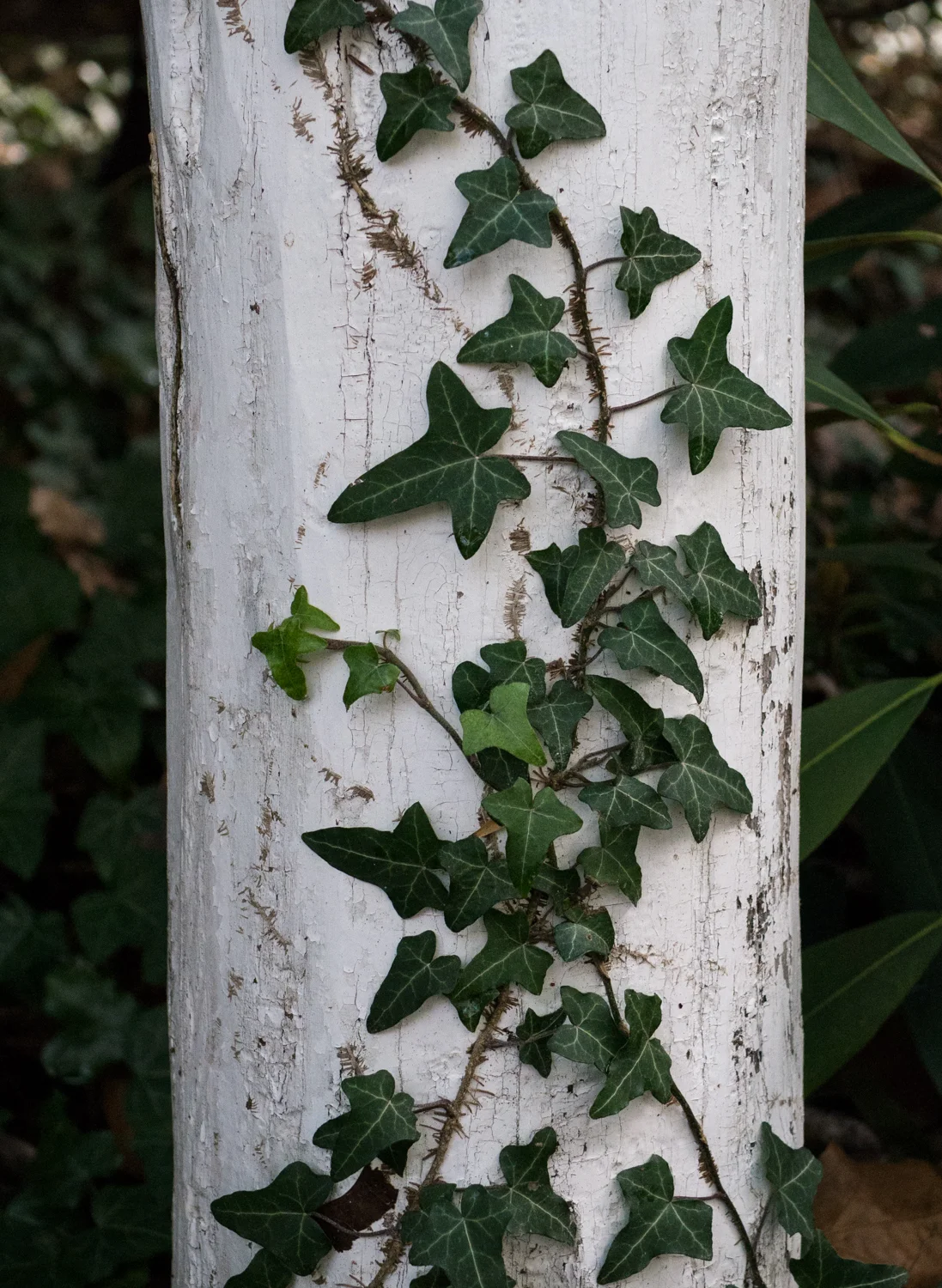 CSandburg-1140111.jpg