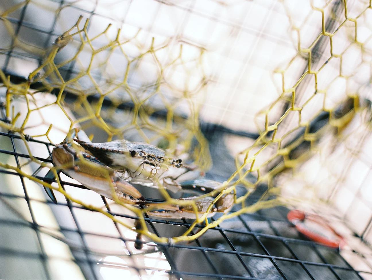 Crab in Cage.jpg