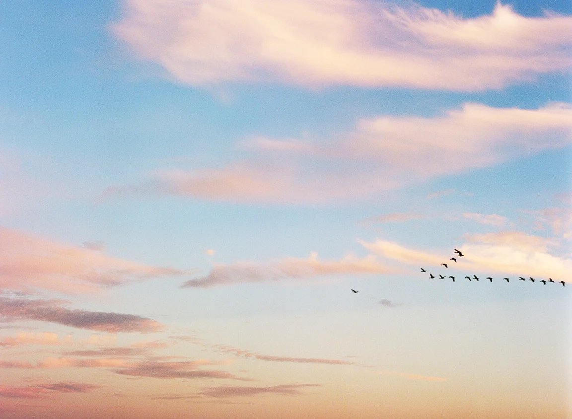 Birds in Flight at Sunset_Richmond_web.jpg
