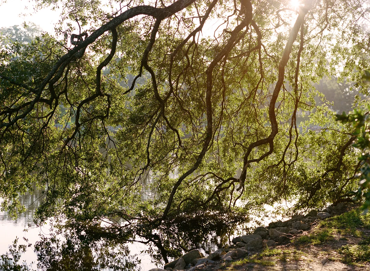 Sun Flare of Live Oak Tree touching Water_Reflection_web.jpg