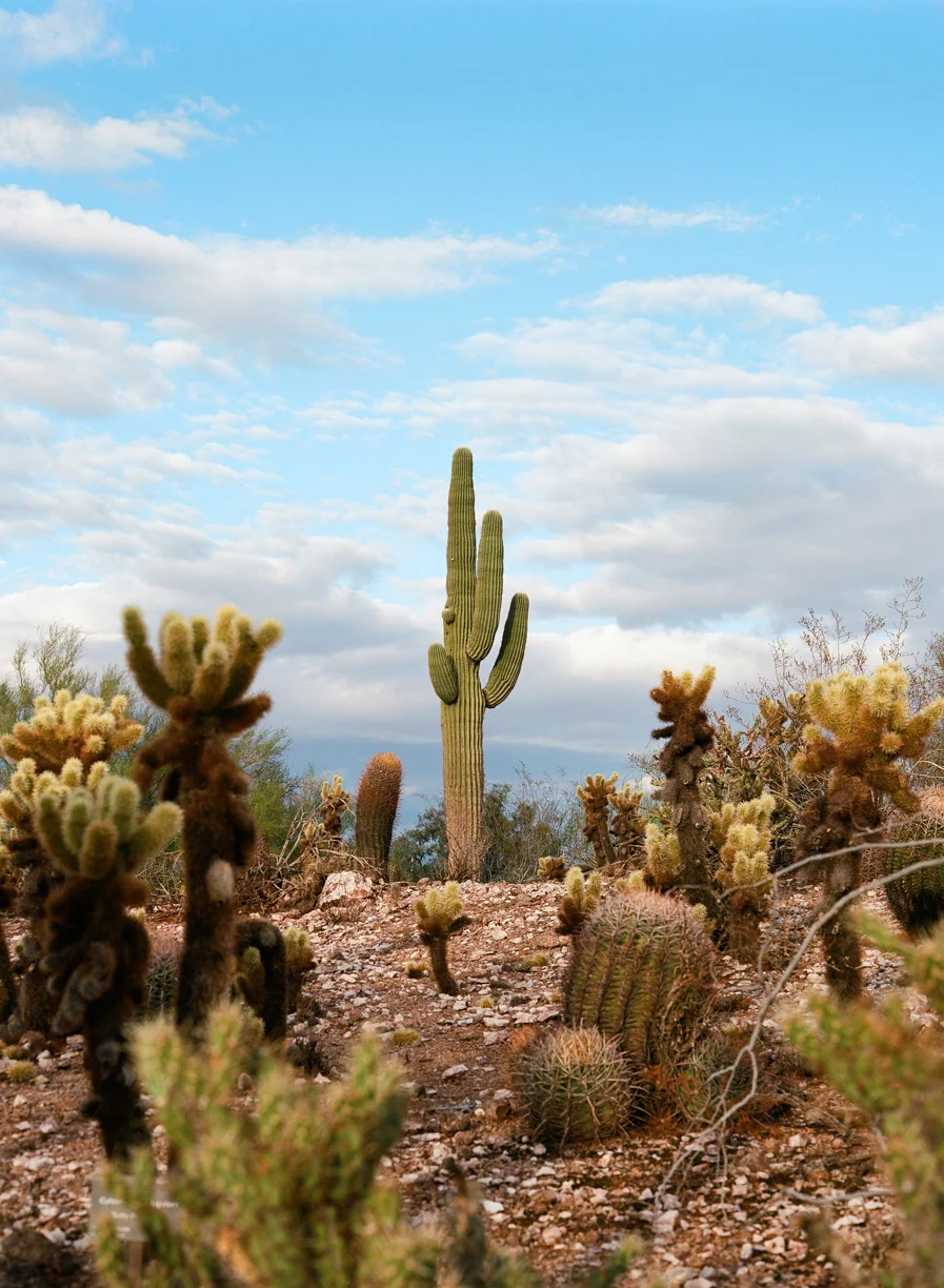 Postcard of Cactus in Phoenix Botanical Garden_web.jpg