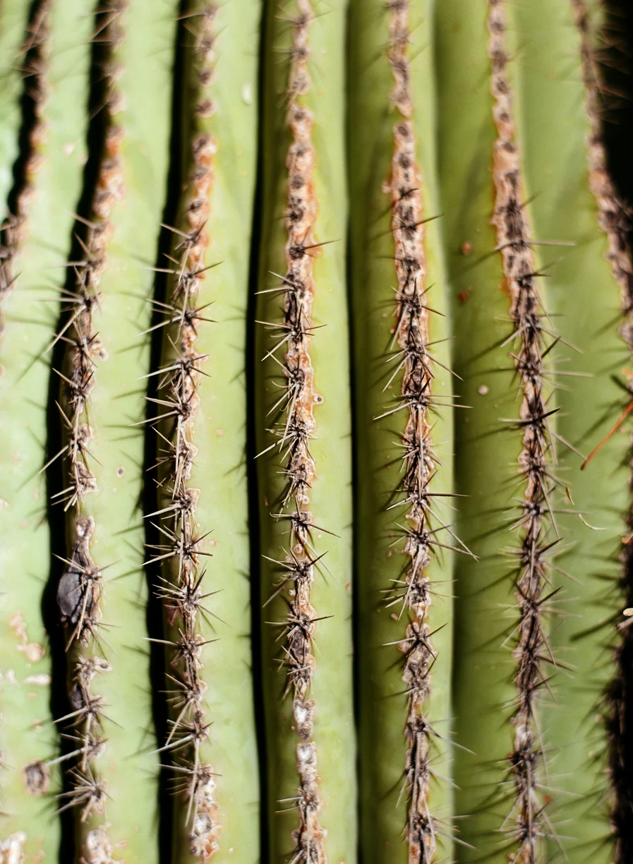 Prickly Thorns Close Up on Cactus_web.jpg