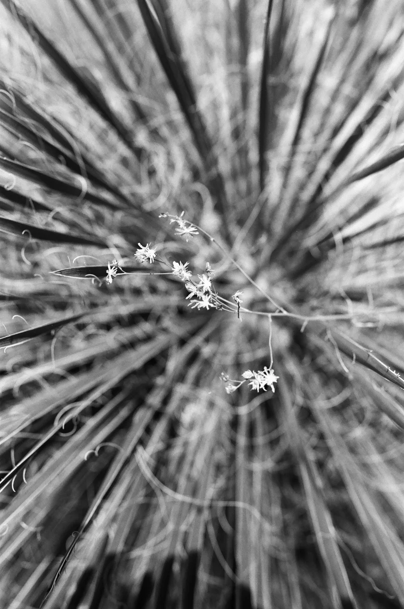 Flowers on Stringy Hair Inside Cactus_web.jpg