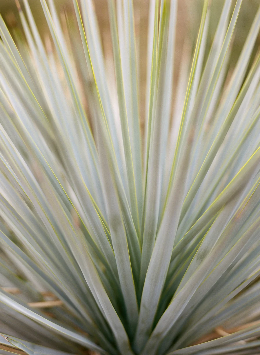 Close Up of Succulent Leaves_web.jpg