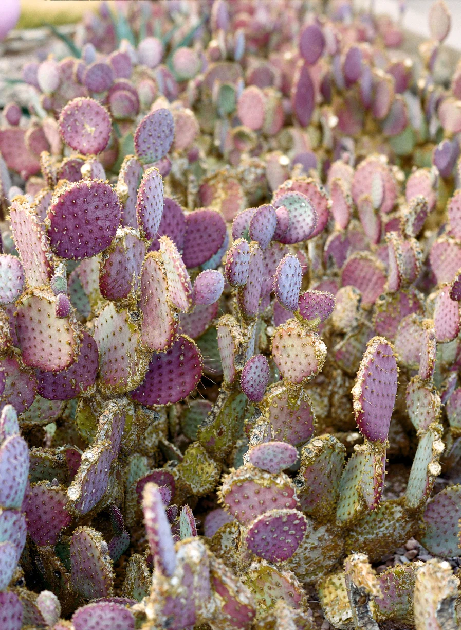 Purple Cacti_Desert Botanical Garden_web.jpg