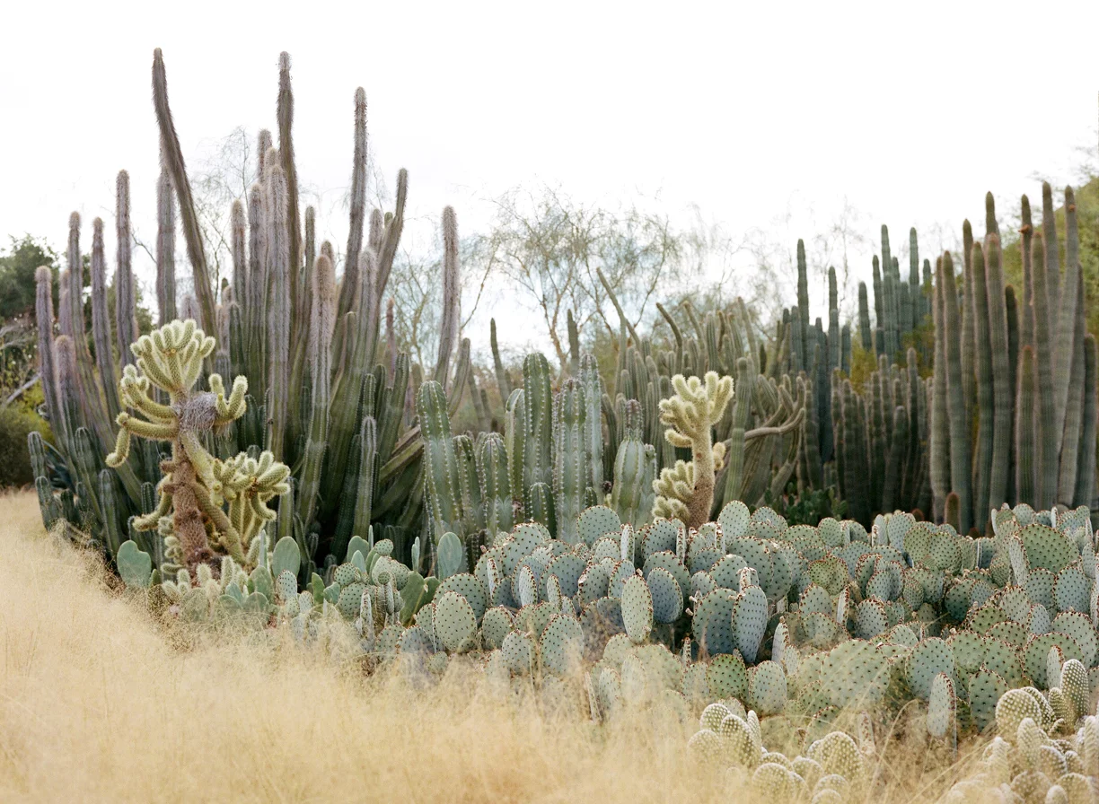 Cacti at Desert Botanical Garden_web.jpg