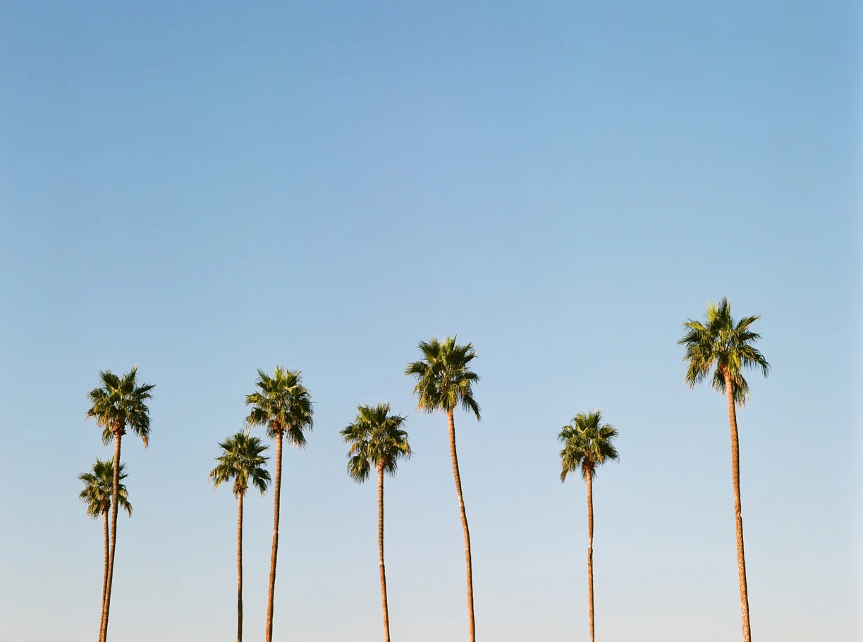 Row of Palm Trees in Phoenix_web.jpg
