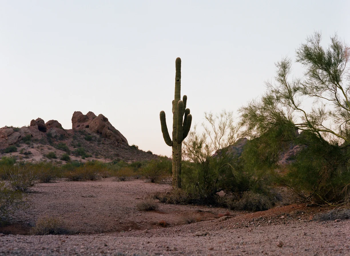 Papago Park at Dusk_Cactus_web.jpg