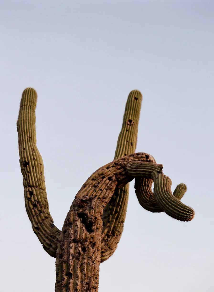 Twisty Cactus_web.jpg