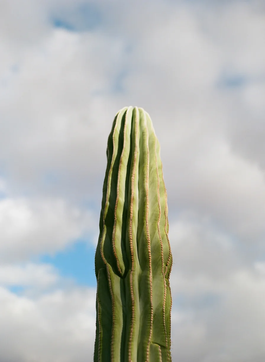 Tall Head of Cactus and Blue Sky and Clouds_web.jpg