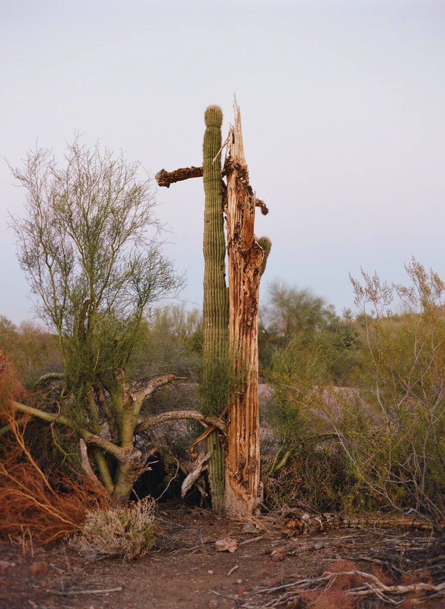 Dead Cactus at Dusk_web.jpg