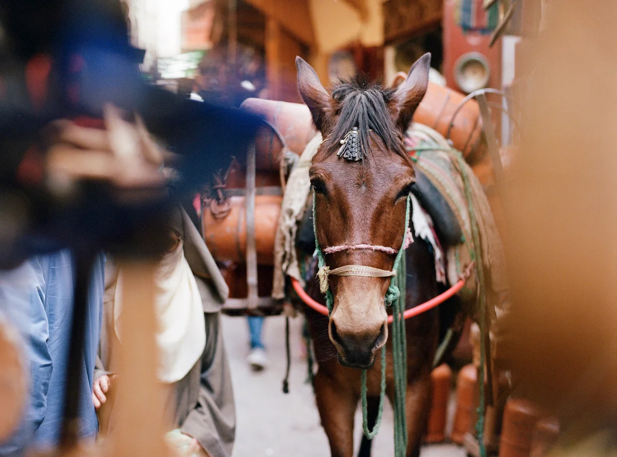 Stare down with donkey through purses_fez medina_web.jpg