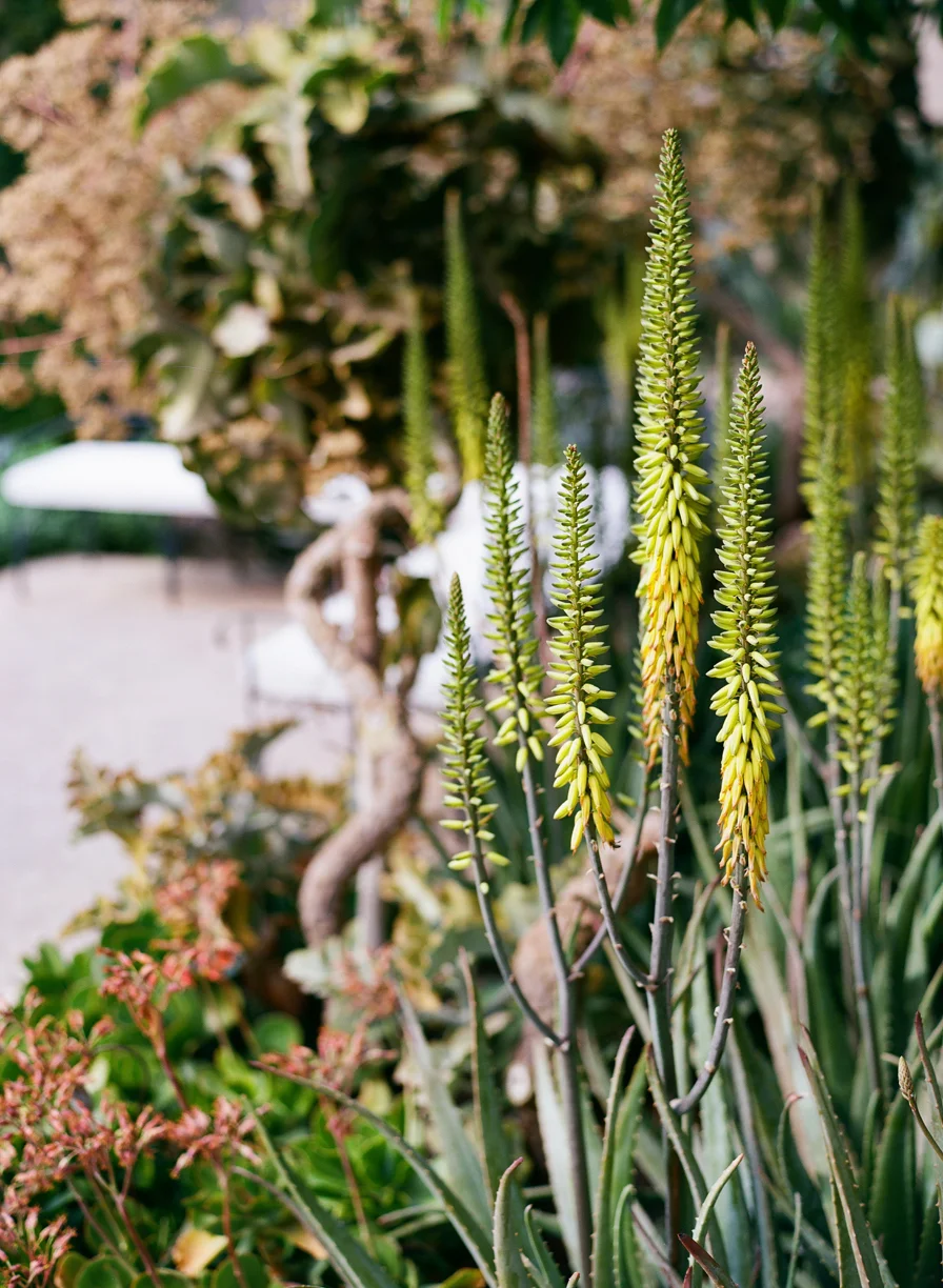 Yellow Plants on Stems at Jardin Secret_web.jpg