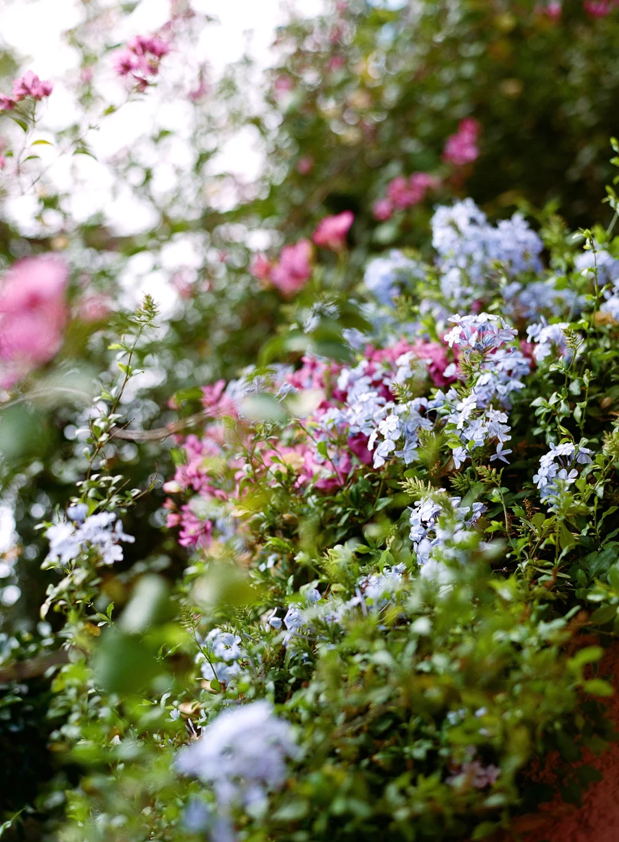 Light Blue and Pink Bougainvilleas Near the Square_web.jpg