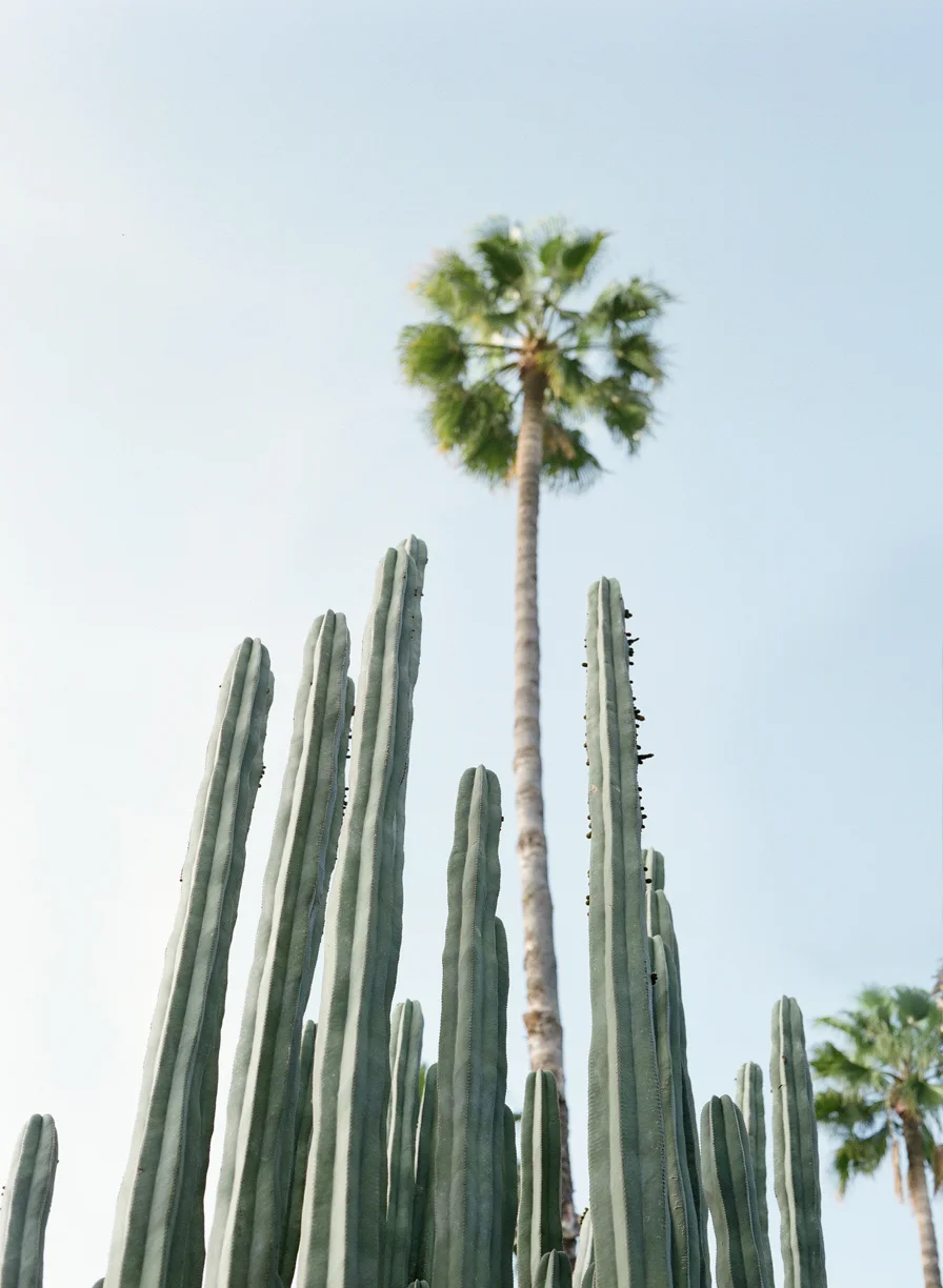 Tall Lean Cactus Heads and Palm Tree_Le Jardin Majorelle_web.jpg