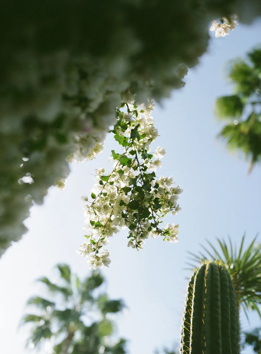 White Bougainvillea_Palm and Cactus_Jardin Majorelle_web.jpg
